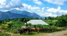 SAPA - CHIDREN & BUFFALO
