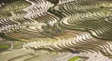 Rice terrace moutain