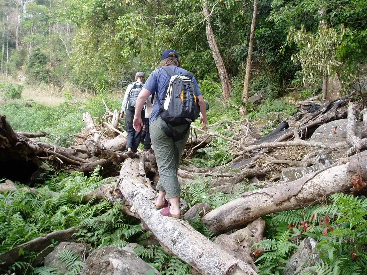 jungle trek 2