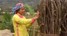 sapa