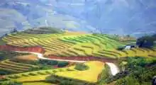 sapa rice terrace