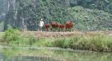 tam coc