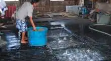 mekong delta