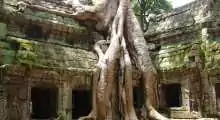 sieam reap - ta prohm