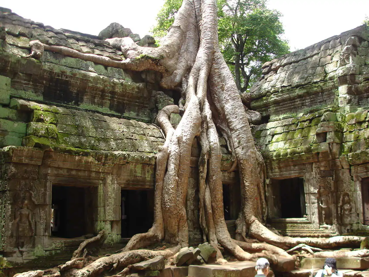 tour 7 day 15 sieam reap ta prohm 2