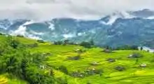 sapalaocai
