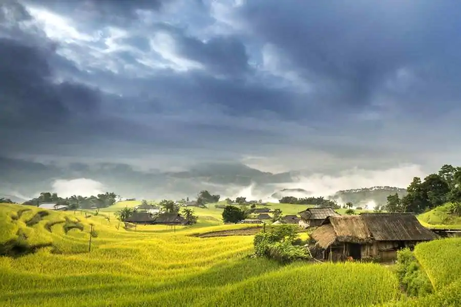 vietnam rice terrace sapa