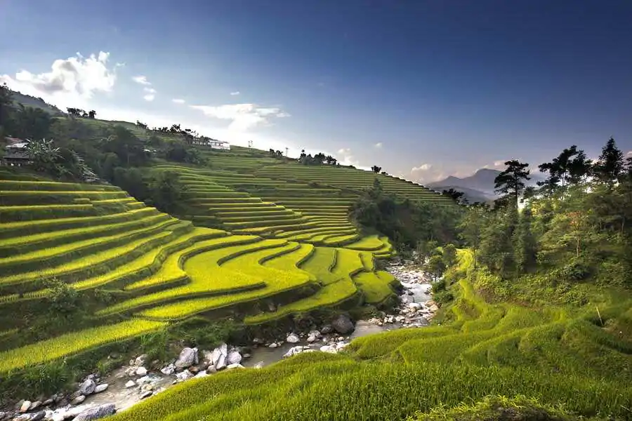 vietnam y ty