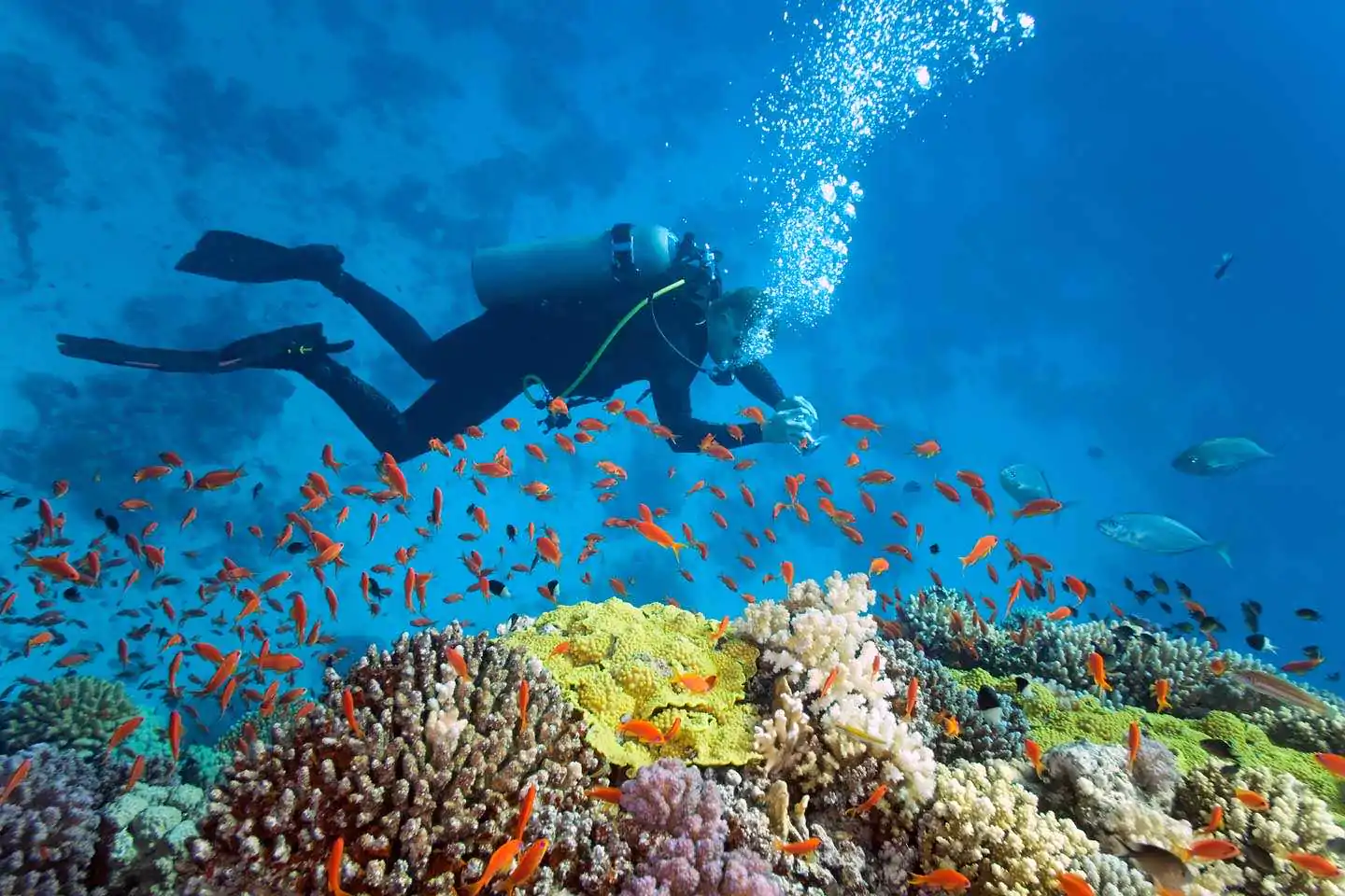 scuba diving vietnam