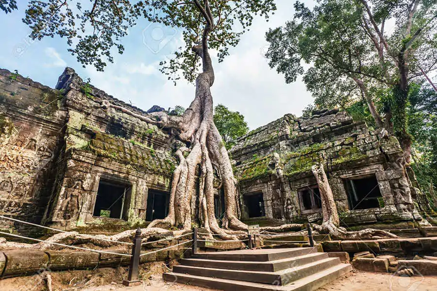 14161493 classical picture of ta prohm temple angkor cambodia