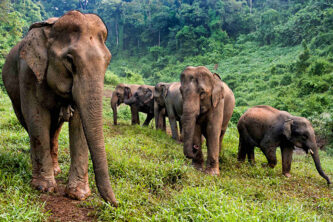 Amazing Places Where to See Elephants in Vietnam: A Gentle Giant’s Journey