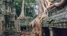 angkor-cambodia-temple-tree