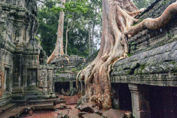 angkor cambodia temple tree