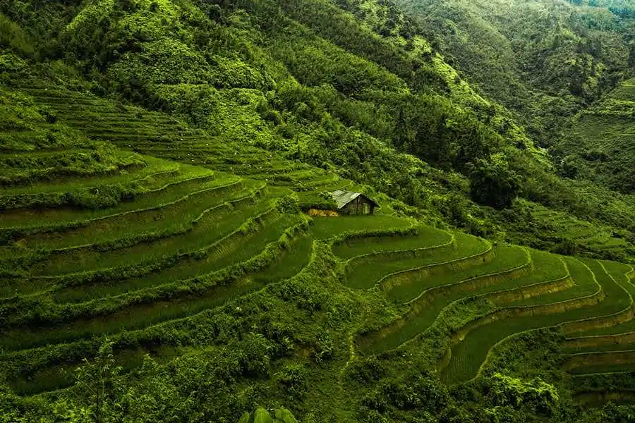 vietnam-rice-paddy