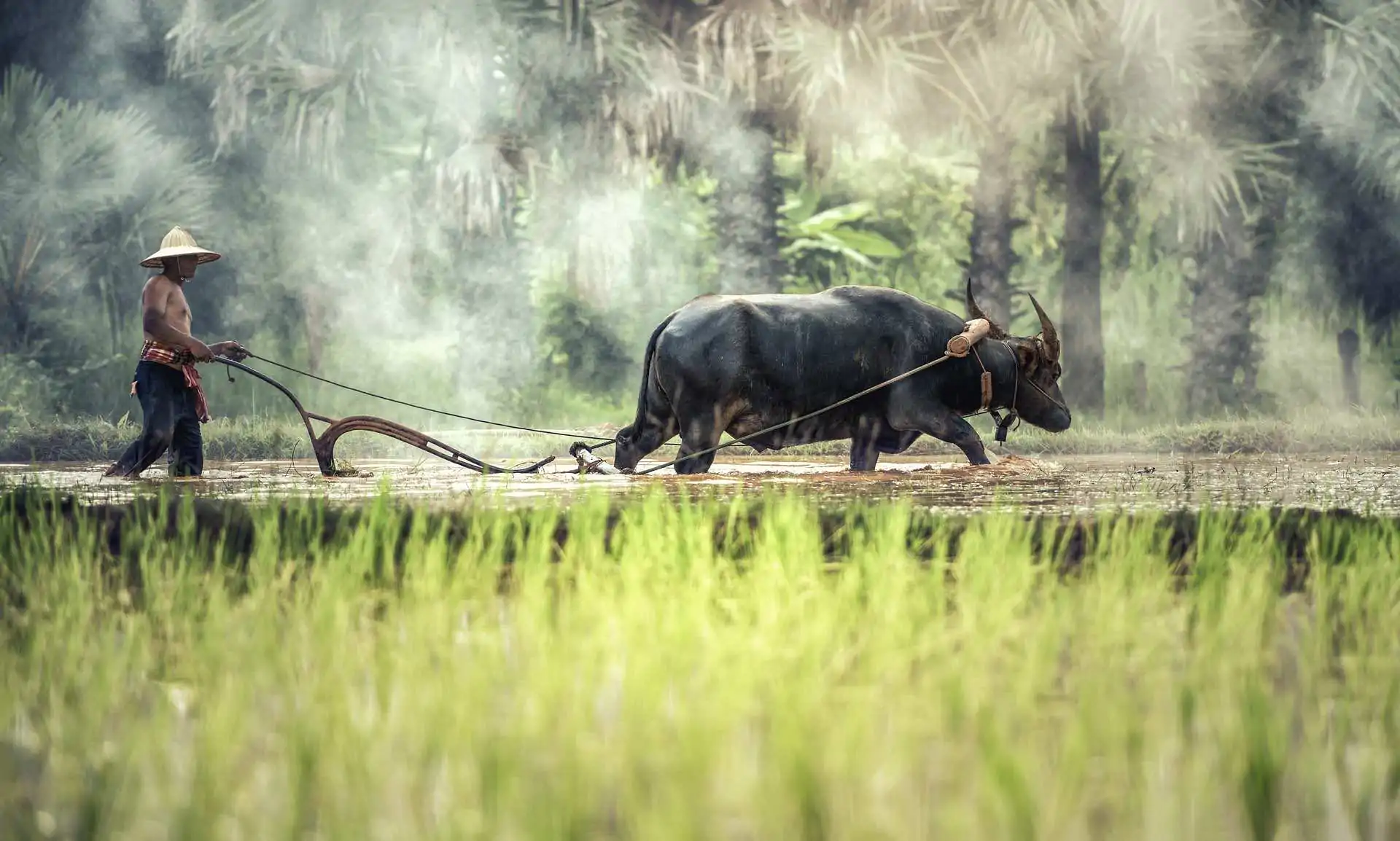 Image by Sasin Tipchai from Pixabay 2
