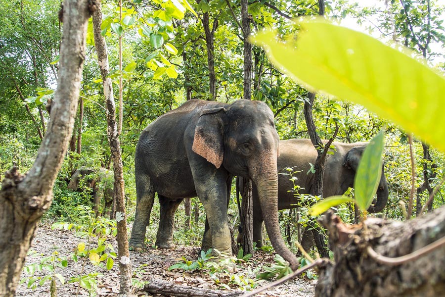 thailand elephant sanctuary