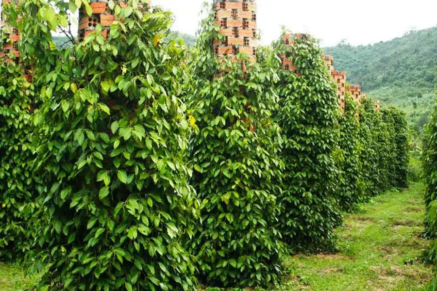 what to do in phu quoc vietnam